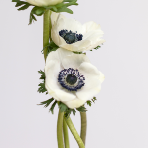 Bianco Centro Nero Anemone fresh flower