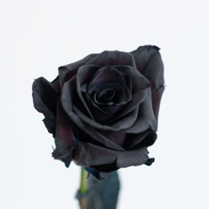 Black Tinted Rose farm fresh flower