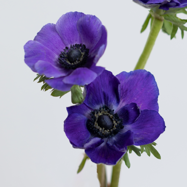 Blue Anemone Farm Fresh flower