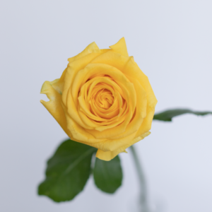 Brighton yellow rose