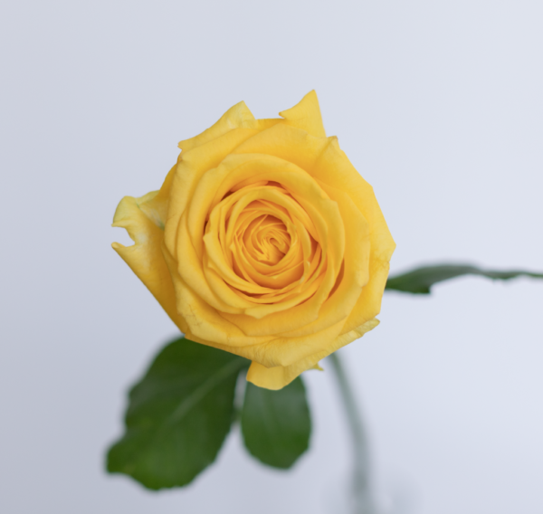 Brighton yellow rose