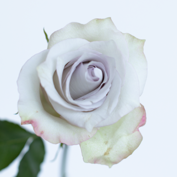 Deep Silver Lavender Rose fresh flower