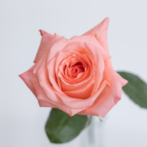 Engagement Light Pink Rose fresh flower