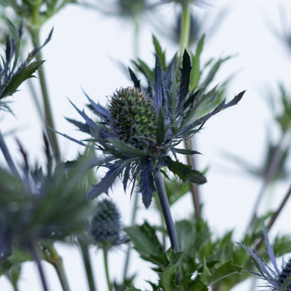 Eryngium Farm Fresh flower