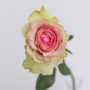 Esperance Light Pink Rose fresh flower