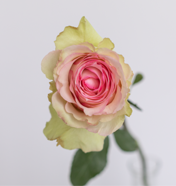 Esperance Light Pink Rose fresh flower