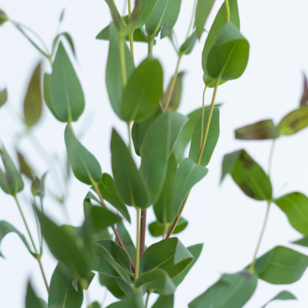 Eucalyptus Foliage