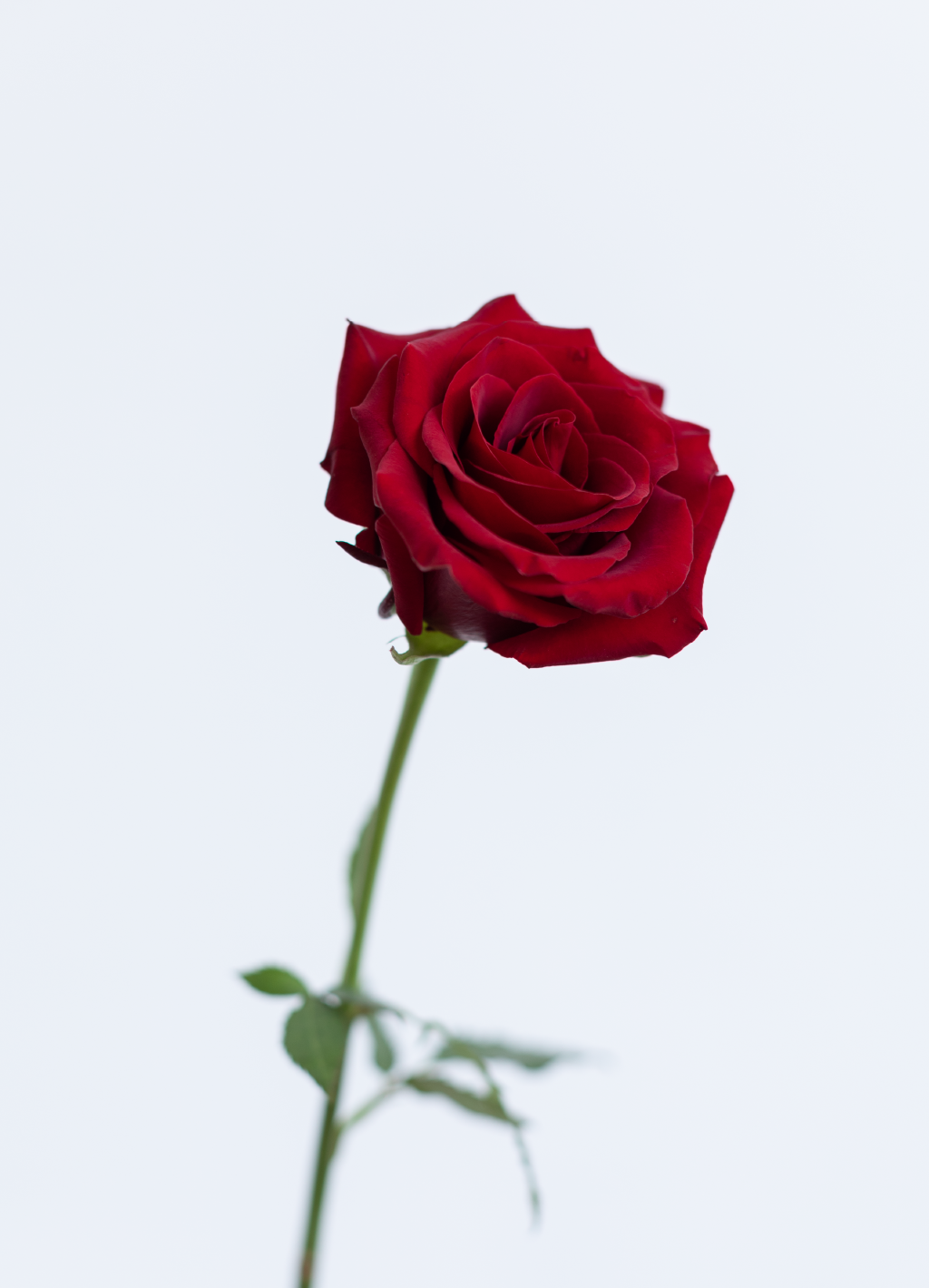 Single Red Rose - Flooers