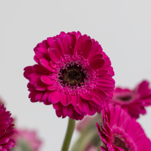 Hot Pink Mini Gerbera farm fresh flower