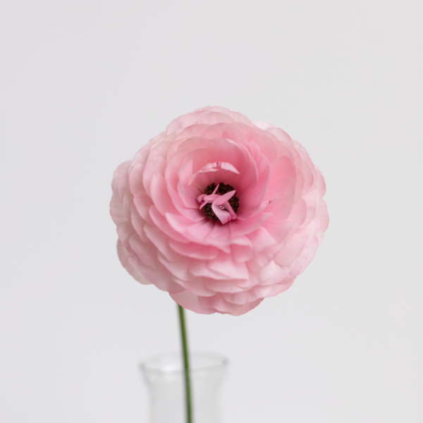 Light Pink Ranunculus Farm Fresh flower