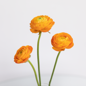 Orange Ranunculus Farm Fresh flower