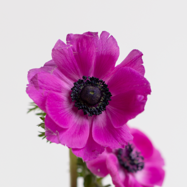 Pink Anemone Farm Fresh flower