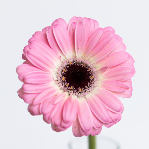 Pink Mini Gerbera Farm Fresh flower