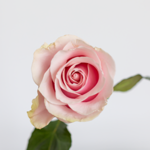 Pink Mondial Light Pink Rose farm fresh flower