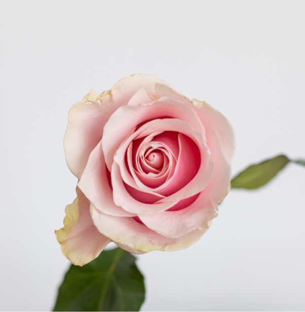 Pink Mondial Light Pink Rose farm fresh flower