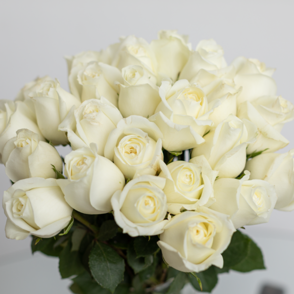 Polo White Rose farm fresh flower