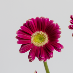 Purple Mini Gerbera Farm Fresh FLOWER