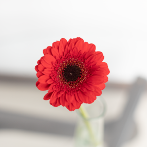 Red Mini Gerbera Farm Fresh flower