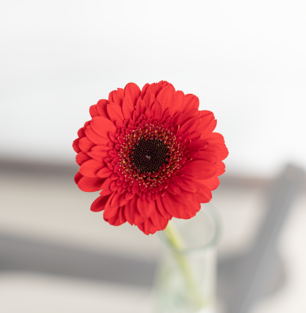 Red Mini Gerbera Farm Fresh flower