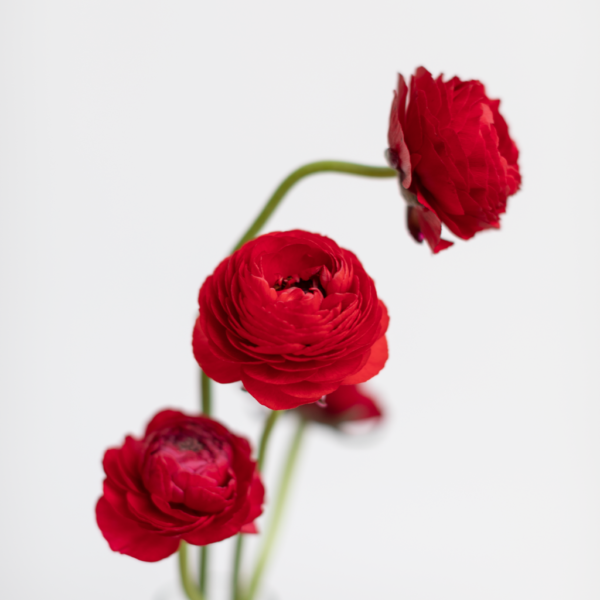 Red Ranunculus Farm Fresh flower