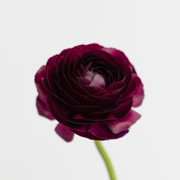 Violet Ranunculus Farm Fresh flower