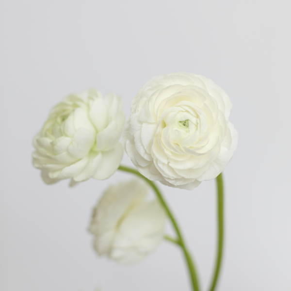 Whte Big Ranunculus Farm Fresh flower