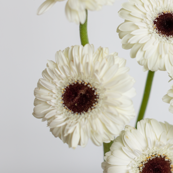 White Mini Gerbera Farm Fresh flower