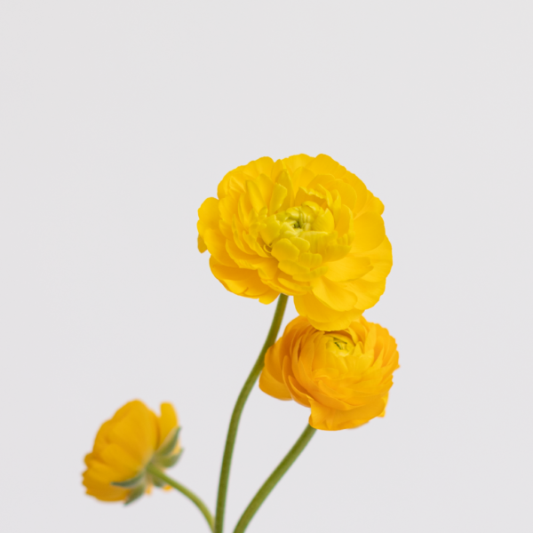 Yellow Ranunculus Farm Fresh flower